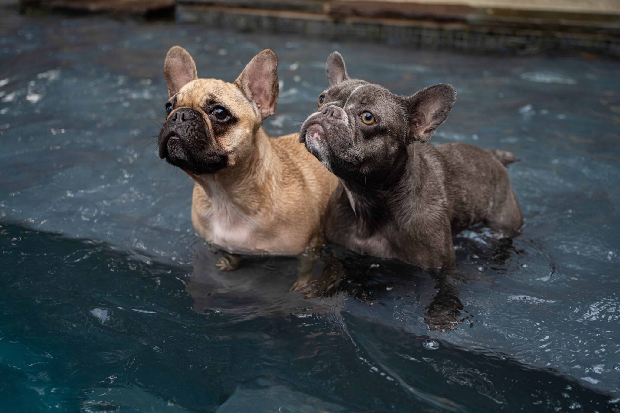What are the Different Types of French Bulldogs? Getting to Know the ...