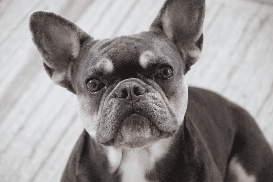 French Bulldog Ear Infections: Prevention and Treatment - palswithpets.com