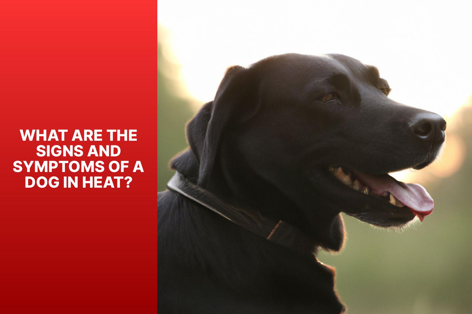 canine-heat-cycle-how-long-do-dogs-stay-in-heat-palswithpets