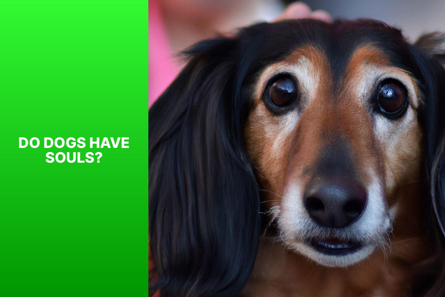 The Soulful Connection Do Dogs Have Souls?